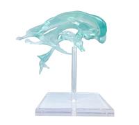 UIGJIOG Modelo De Ventrículos del Cerebro Humano,Modelo Anatómico Ampliado Nervio Central Amígdala Y El Tálamo En El Ventrículo para La Exhibición De Enseñanza Experimental Médica