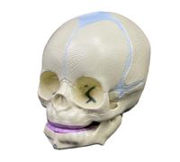 UIGJIOG Modelo del Cráneo del Bebé,Modelo del Cráneo del Bebé Humano,Modelo del Cráneo del Feto del Tamaño Natural,Modelo del Cráneo De La Anatomía Médica para El Aprendizaje Educación Médica