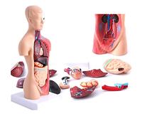UIGJIOG Modelo del Cuerpo Humano 28 Cm, Órganos Internos Médicos Anatómicos 15 PCS Modelo De Anatomía del Torso Humano con Cabeza De Corazón Cerebro Modelo De Esqueleto Anatomía De La Educación