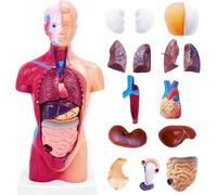 UIGJIOG Modelo del Cuerpo Humano para Estudio de Anatomía, Torso Educativo de 11 Pulgadas con 15 Partes Desmontables y Órganos Internos Modelo Anatomía para Montaje DIY Estudiantes y Profesores