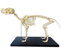 UIGJIOG Modelo del Esqueleto del Modelo, Perro Esqueleto con Soporte de plástico, Anatomía Veterinaria y Biología Humana Enseñanza Enseñanza Veterinaria