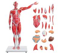 UIGJIOG Modelo del Sistema Muscular Humano a Medio Tamaño con Órganos Desmontables 27 Piezas Figura del Cuerpo Humano para Anatomía y Fisiología Médica