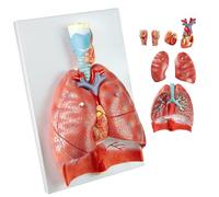 UIGJIOG Modelo del Sistema respiratorio Humano a tamaño Real 1:1 Laringe Humana Corazón Pulmones Modelo de anatomía 7 Partes Órganos Desmontables para Estudio médico y exhibición educativa