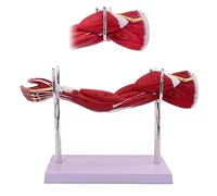 UIGJIOG Modelo Enseñanza Brazo Muscular Humano,Modelo Anatómico Humano Brazo Muscular,Modelo Numerado Tamaño Natural Miembro Superior Muscular Hombro Mano con Los Músculos Desprendibles