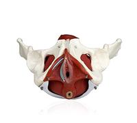 UIGJIOG Modelo Femenino anatómico Modelo esquelético de cuencas Hembras con órganos extraíbles 7 Piezas Patrón anatómico con músculos pélvicos en el Suelo y órganos reproductivos