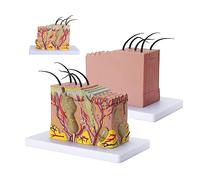 UIGJIOG Modelo Piel Anatómica Ampliada 35X Modelo Estructura Capa Piel Anatómica Ampliada Modelo Anatómico Piel Con Pelo El Modelo Anatomía Piel Del Aula Diferentes Marcadores Digitales 20*12*12Cm