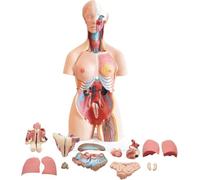 UIGJIOG Modelo Torso Anatomía Humana 85 Cm 32 Piezas Extraíbles para Estudiantes Que Enseñan Gran Herramienta Aprendizaje De Ciencias para La Educación Escolar Modelos Anatómicos Corporales 3D
