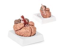 UIGJIOG Modelo Tridimensional del Cerebro Humano Tallo Cerebral Arterias Cerebrales De Los Hemisferios Cerebrales Modelo De Cerebro Didáctico 1:1, 9 Segmentos Desmontables
