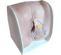 UIGJIOG Modelos Anticonceptivos Femeninos,Modelo De Orientación Anticonceptiva,Enseñanza Y Formación De Modelos Médicos para Exámenes Ginecológicos De Planificación Familiar