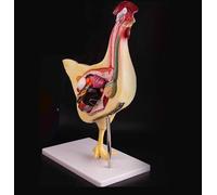 UIGJIOG Modelos de anatomía de gallina Modelo anatómico de Pollo Desmontable en 3D para la práctica Veterinaria y la enseñanza Órgano Músculo visceral Nervio Aves de Corral Estudio Veterinario
