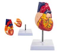 UIGJIOG Modelos de corazón de 2 Partes Anatomía Modelo de corazón Humano Modelo de corazón médico de tamaño Natural con 34 Marcas anatómicas Aprendizaje médico, Pantalla de educación