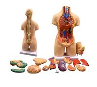 UIGJIOG Modelos De Cuerpo De Torso Humano Modelo De Fisiología 3D 55Cm Torso Médico 19Piezas Órganos Extraíbles Modelo De Cuerpo Humano Muñeca De Anatomía Modelo De Órganos Educativos Estudiantes