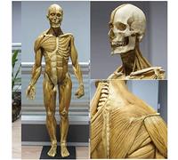 UIGJIOG Músculo del Cuerpo Humano y Esqueleto Modelo anatómico de 23 Pulgadas (60 cm) Figura de anatomía Masculina para Estudio Escolar y docencia de Referencia anatómica para Artistas, Amarillo
