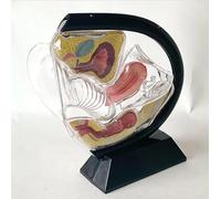 UIGJIOG Negro, Modelo De Útero Modelo Anatómico De Útero Femenino Transparente Modelo Didáctico De Pelvis Y Recto para Formación Médica