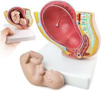 UIGJIOG Pelvis Humana Femenina Embarazada con Feto de Bebé de 9 Meses de Embarazo Modelo Médico Anatómico a 1/2 Tamaño Real con Órganos Desmontables, 2 Partes, Pintado a Mano