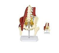 UIGJIOG Real Modelo De Hernia De Disco Lumbar De La Pelvis Human Anatomy Model Modelo Anatómico para Back Lumbar Modelo Anatómico para Adultos Tamaño