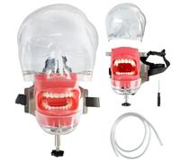 UIGJIOG Simulación Dental Humana Modelo Dental Cabeza con Bandolera Fija a Soporte de Silla, Modelo de Diente Typodont Intercambiable con Ajuste de 360 Grados