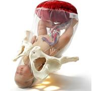 UIGJIOG Simulador de Parto para Estudio Modelo de Pelvis de Demostración de Parto Sección Pélvica Femenina Humana Embarazo Feto Anatómico Cordón Umbilical Placenta