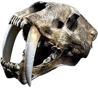 UIGJIOG Tiger Modelo Resina, Modelo de cráneo Tigre Sable de Sable de Sable de Smilodon réplica de Dolor de Cabeza de Cabeza de Cabeza con un Sable de Smilodon Realista