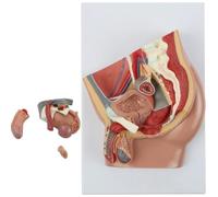 UIGJIOG Vista en sección sagital de la Pelvis Masculina Modelo anatómico de Pelvis Masculina en sección Media 4 Partes Sistema anatomía Humana Miniatura educación Demostración Habilidades