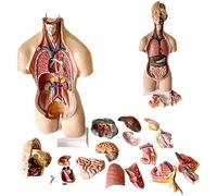 UIOPPOI Modelo de busto humano de 55 cm, torso de cuerpo humano, diafragma torácico, corazón, anatómico, PVC, médico, profesor, biología, de 19, extraíble