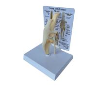 Ujjdwiurgh Canines modelo de rodilla para perro, modelo anatómico, esqueleto de perro, modelo de esqueleto animal, anatomía, regalo de ciencia médica