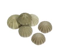 UKCOCO 6piezas Conchas De Erizo De Mar Naturales para Decorar Hogar Jardín Fiesta Soporte para Plantas Erizo Macetero