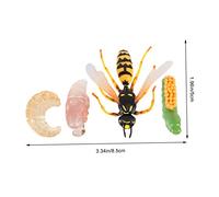 UKCOCO de Evolución de Kit Educativo Infantil para Aprendizaje Biológico Juguetes de Simulación Realista para Exhibición y Enseñanza Casa o Aula