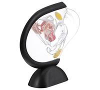 UKCOCO de Transparente para Enseñanza Médica Herramienta Visual de Anatomía del Sistema Reproductivo Femenino Réplica Realista para Estudio y Práctica Profesional