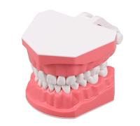 UKCOCO Modelo de Dientes Plástico para Enseñanza, Modelo de Práctica Tipodonto Reutilizable, Herramienta Educativa para Estudiantes y Profesores, Limpieza Fácil, Soporte Visual Oral