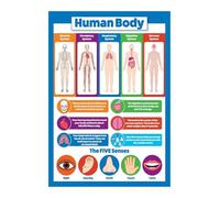 UKMUOEAL Biology Learning Poster Human Body Chart Anatomy Educational Science Poster for Classroom Student Doctor Office Decor(Unframed,08x12inch(20x30cm))