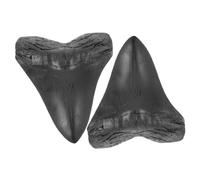 ULDIGI 2 Piezas Decoración de Diente de Tiburón Gigante de Resina Réplica Realista de Diente de Megalodón para Mesa y Estantería Adorno Resistente y Detallado de Fósil Prehistórico