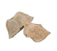 ULTECHNOVO 2 Piezas de Especímenes de Marinas Naturales Adorno Didáctico para de Geología y Paleontología Decoración de Especímenes de Epifauna Tamaño 25 Cm