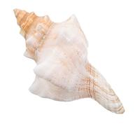 ULTECHNOVO Guarnición de caracola Decoraciones de peceras decoración de Concha Conchas Marinas Naturales Cuerno de Concha caracolas Conchas Decorativas Conchas de mar