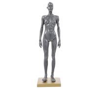 ULTECHNOVO Modelo Anatómico de Musculatura Femenina 30 CM Modelo de Estudio de Anatomía Corporal Figura Educativa de Arte para Dibujo y Aprendizaje Herramienta Anatómica Color Aleatorio