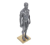 ULTECHNOVO Modelo Anatómico Masculino 30 Cm de Resina Gris, Estructura Muscular Detallada, Herramienta Educativa para Estudio de Anatomía y Dibujo Artístico, Figura para Color Aleatorio
