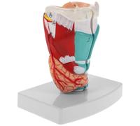 ULTECHNOVO Modelo de Garganta Anatómico, Modelo Faríngeo Humano, Pvc, Estructura Realista, Compacto y Portátil, para Estudiantes y Trainees, Enseñanza Médica y Clínica
