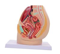 ULTECHNOVO Modelo De Sección Pélvica Maniquíes Modelo De Anatomía Cavidad Pélvica Humana Prop Disección De La Cavidad Pélvica Modelo Disector De Pvc Cuerpo Humano Modelo De Cavidad Pélvica