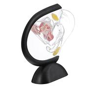 ULTECHNOVO Modelo Médico de Útero Transparente de Pvc para Investigación y Práctica Médica Estructura Visible y Detalle Anatómico Realista para Estudiantes y Enfermeros