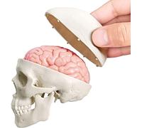 Último modelo de cráneo humano en miniatura, 3 piezas con cerebro humano de 2 piezas, cráneo de media vida con cerebro, cabeza humana con cerebro para aprender, pantalla educativa
