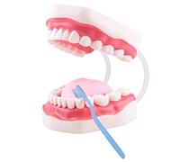 Ultrassist Modelo Oral Infantil, Herramientas de Logopedia, Modelo de Enseñanza del Cepillado de Dientes para Niños, Modelo de Diente
