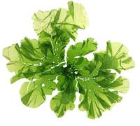 Ulva Lactuca, copos de lettura de mar, copos de Ulva secos, lechuga de mar