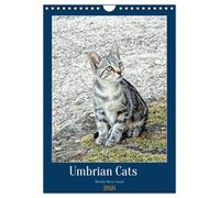 Umbrian Cats (Wall Calendar 2026 DIN A4 portrait), CALVENDO 12 Month Wall Calendar: Photo art portraits of cats from Umbria in Central Italy