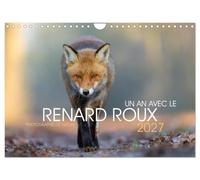 Un an avec le renard roux (Calendrier mural 2027 DIN A4 vertical), CALVENDO calendrier mensuel: Animal sauvage beau et intelligent