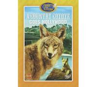 Un coyote campestre va a Hollywood – Disney – DVD