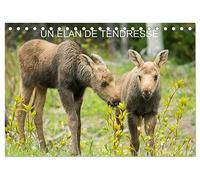 Un élan de tendresse (Calendrier de oficina 2026 DIN A5 horizontal), CALVENDO Calendrier Mensuel