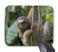 Un joven Brown-throated Three-toed Sloth alfombrilla de ratón