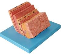 Un modelo anatómico detallado del estómago humano, utilizado para la educación médica, incluyendo las características de la pared del estómago, e ideal para estudiar la digestión.