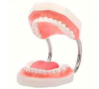 Un oral 6X ampliado, completo con dientes y una lengua removible, diseñado para demostraciones de cuidado, y adecuado para enseñar técnicas de cepillado y educación lingüística