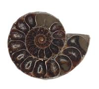 Un par de colgantes naturales de caracola dividida con fósiles de amonita, caracol luz de luna, joyería de piedras preciosas con diseño único de flores de jade, 6-7cm, Piedra